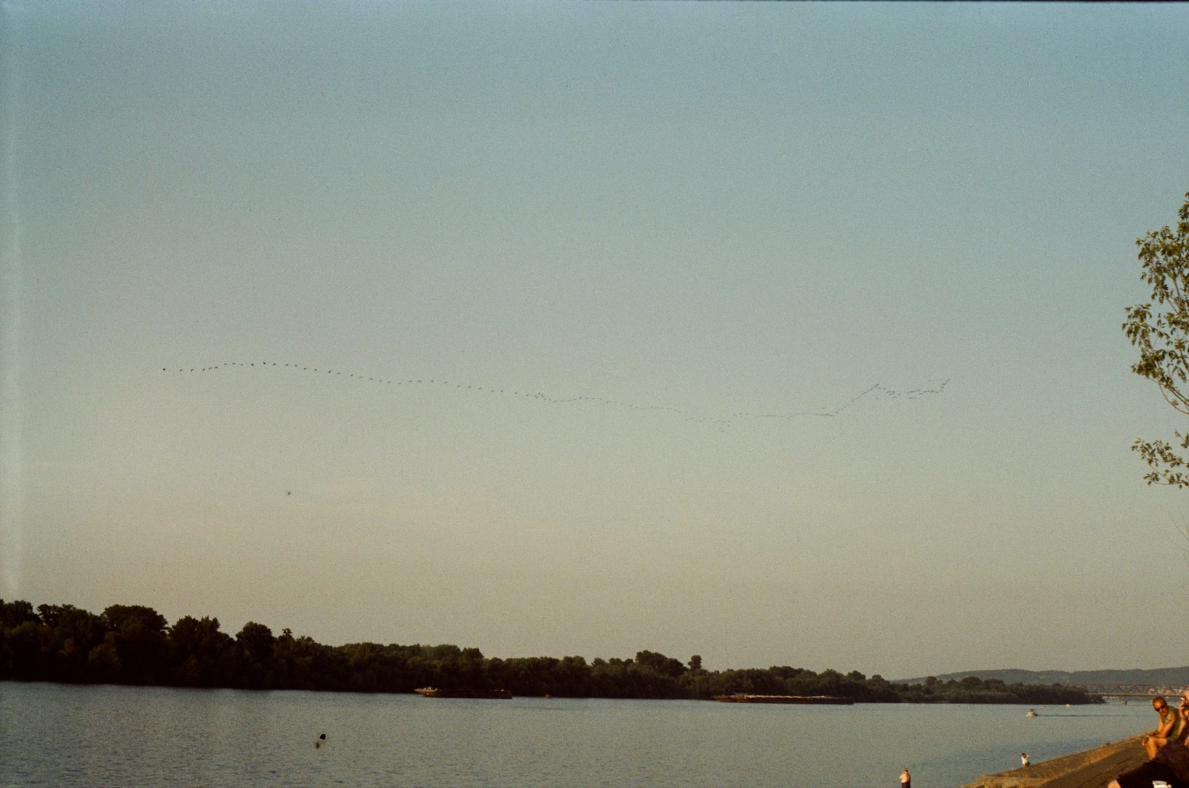 Птичий клин над Дунаем